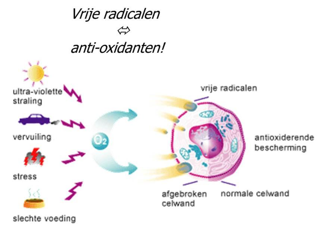 Vrije radicalen anti oxidanten